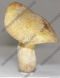 free photo texture of mushroom 